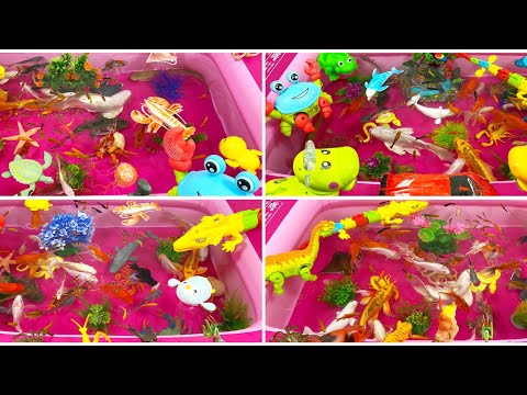 Video Động Vật Dễ Thương,Cá Heo,Cá Mập,Cá Voi,Rắn,Cua,Ghẹ,Cá... - youtube