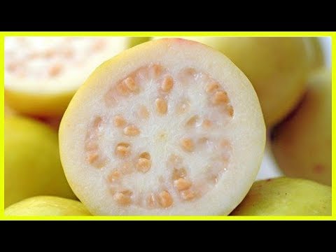 Video: Guava-Blätter werden lila: Gründe für lila oder rote Guave-Blätter
