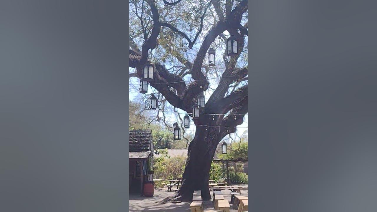 Colonial Oak Music Park. #travel