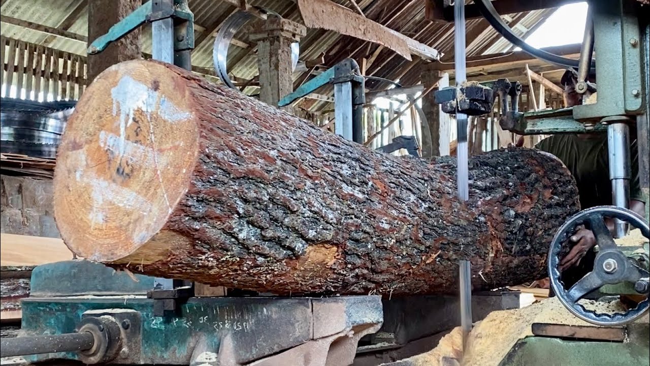 The process of sawing pine wood using a bandsaw machine - in a lumber ...