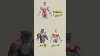 يحتاج تمرن بطنك يوميا حتى يطلعلك six packs ؟!