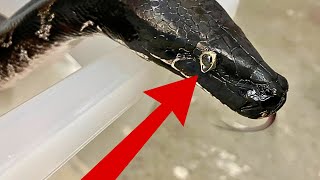 How To Fix This Stuck Eye Cap