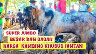 Download Lagu APDATE Harga Kambing kusus Jantan Poel Terbaru Di Pasar Kambing Durenan Trenggalek 3 juni 2025. MP3 Download Lagu APDATE Harga Kambing kusus Jantan Poel Terbaru Di Pasar Kambing Durenan Trenggalek 3 juni 2025. MP3