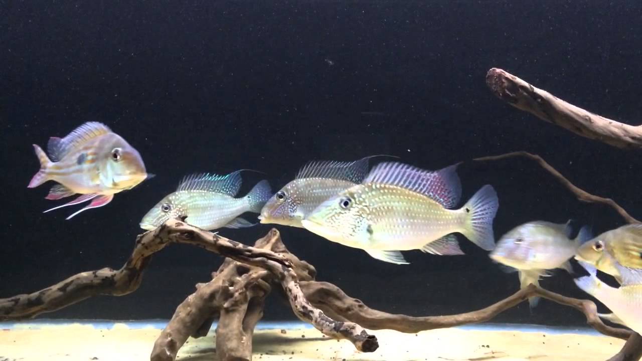 Satanoperca leucosticta