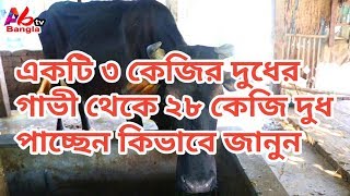 Expert farmer advice|একটি ৩ কেজির দুধের গাভী থেকে ২৮ কেজি দুধ|গরুর রোগ বালাই এবং প্রাথমিক চিকিৎসা|