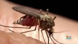 A Look At The Science Behind Mosquito Bites