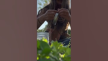 Worm Free Organic Apples / Homemade Coddling Moth, Apple Maggot Trap