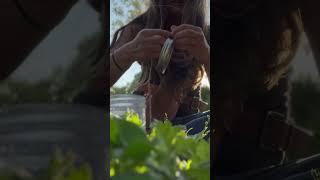 Worm Free Organic Apples / Homemade Coddling Moth, Apple Maggot Trap