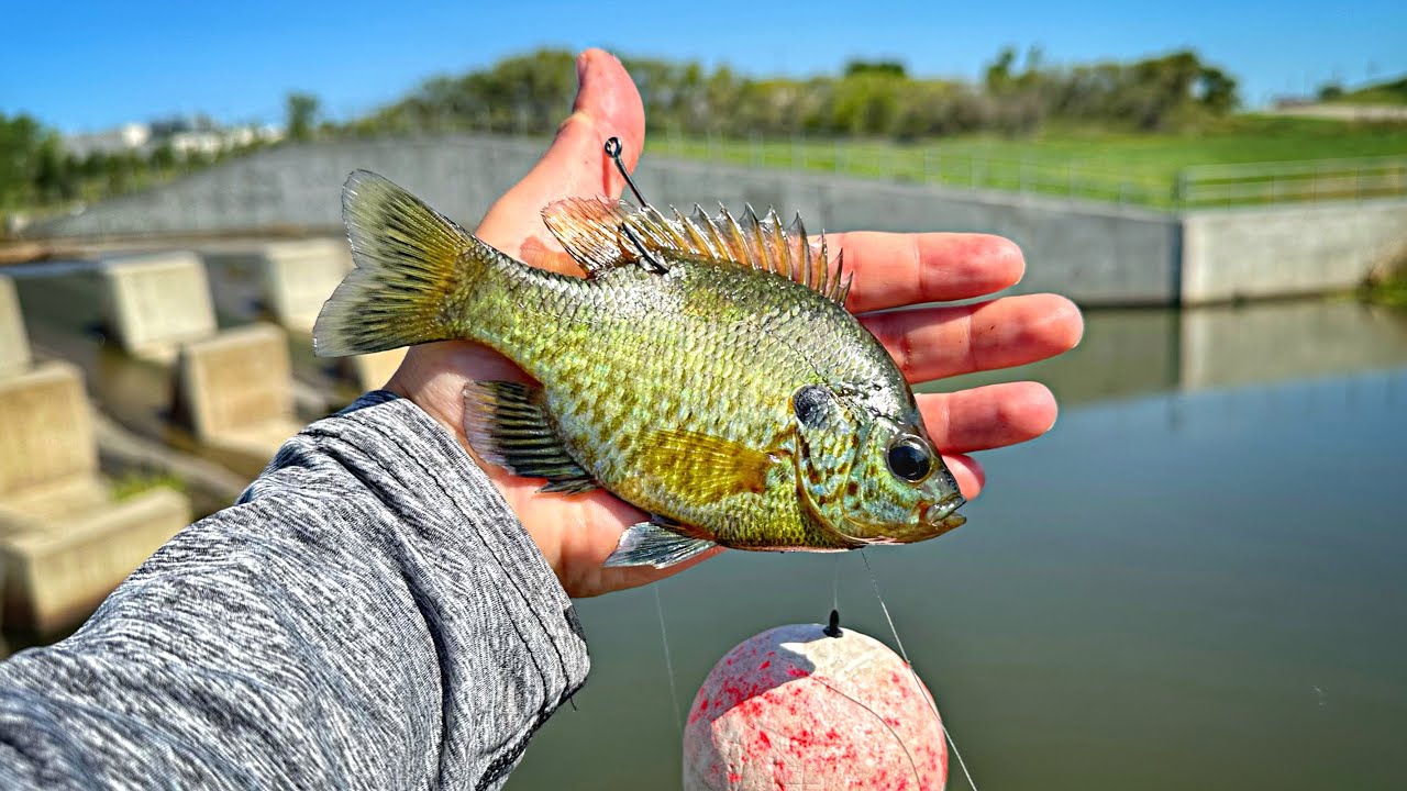 Spillway Fishing w/ LIVE BLUEGILL Under A BIG BOBBER!!! (I Wasn't