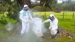 Abandoned Hive Part 10 – Requeening