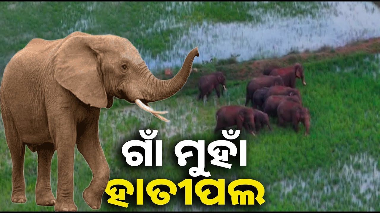 ୯ ଟିକିଆ  ହାତୀଙ୍କ ଉତ୍ପାତ, ଫସଲ ନଷ୍ଟ ଆତଙ୍କିତ ଅବସ୍ଥାରେ ଲୋକେ" || Knews odisha