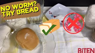 Make Fish Bait for Tilapia for Easy Catch #fishing