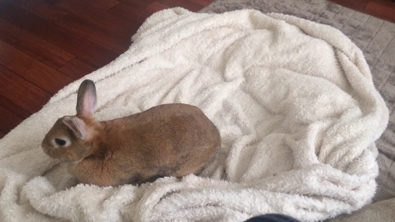 散らかした毛布を直してくれるうさぎさん Youtube