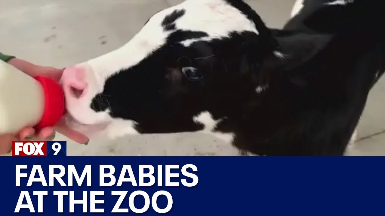 Minnesota Zoo brings the cuteness with Farm Babies - YouTube