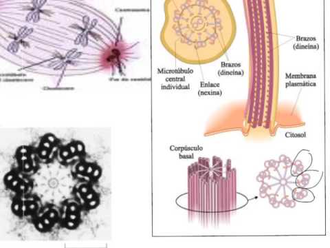 Video: ¿Qué fibra citoesquelética está involucrada en la contracción muscular?