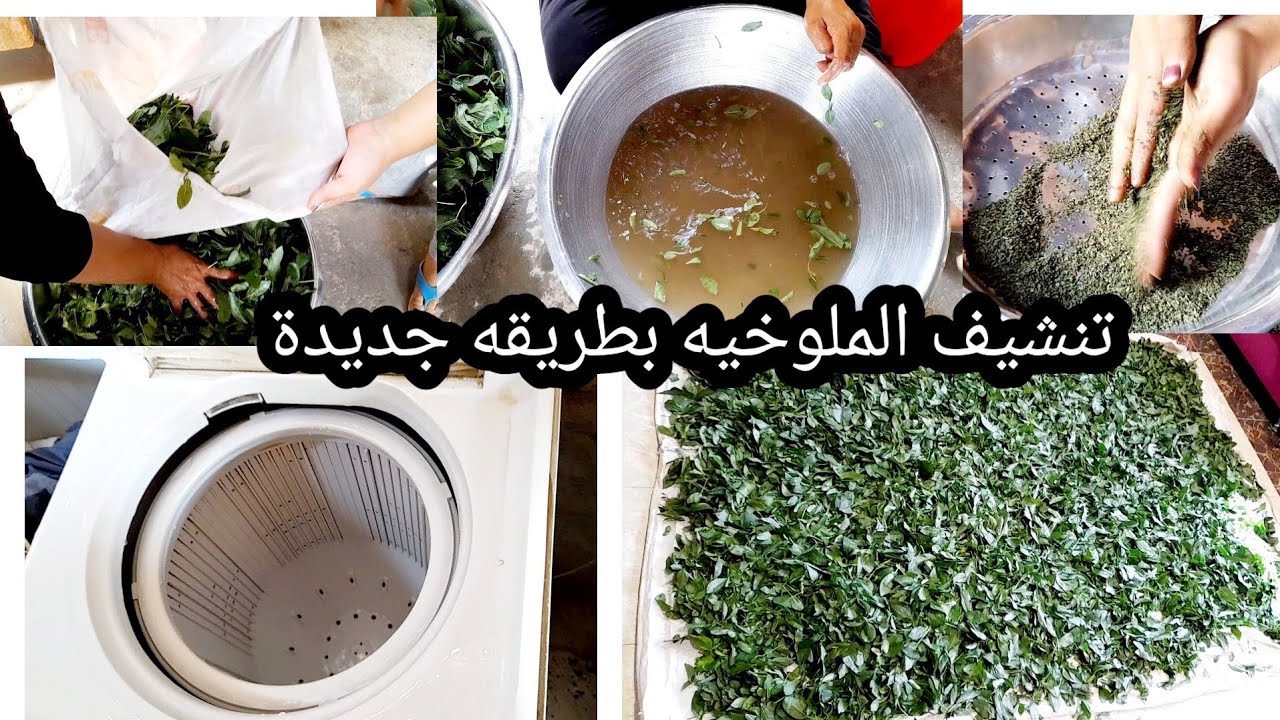 تنشيف الملوخية الخضرا بطريقة جديدة وجميله