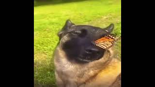 Собака з бабочкой фон #мем #собака #покой