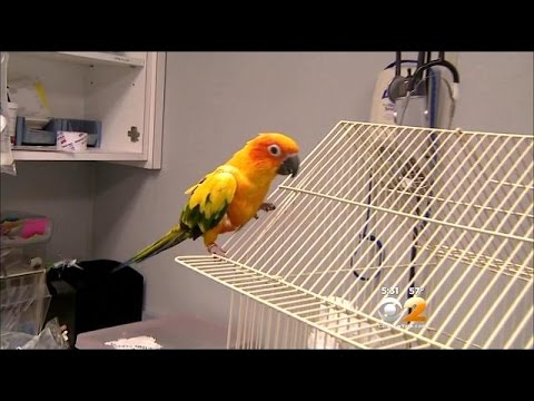 Video: Bär parakiter på sjukdomar?