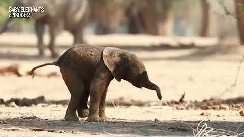 Funny Baby Elephant First Day – Pure comedy! (Elephants Moments – Ep 2)😂