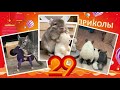 Лучшие приколы про ШИНШИЛЛ! Смешные ШИНШИЛЛЫ! Funny chinchillas❤#29