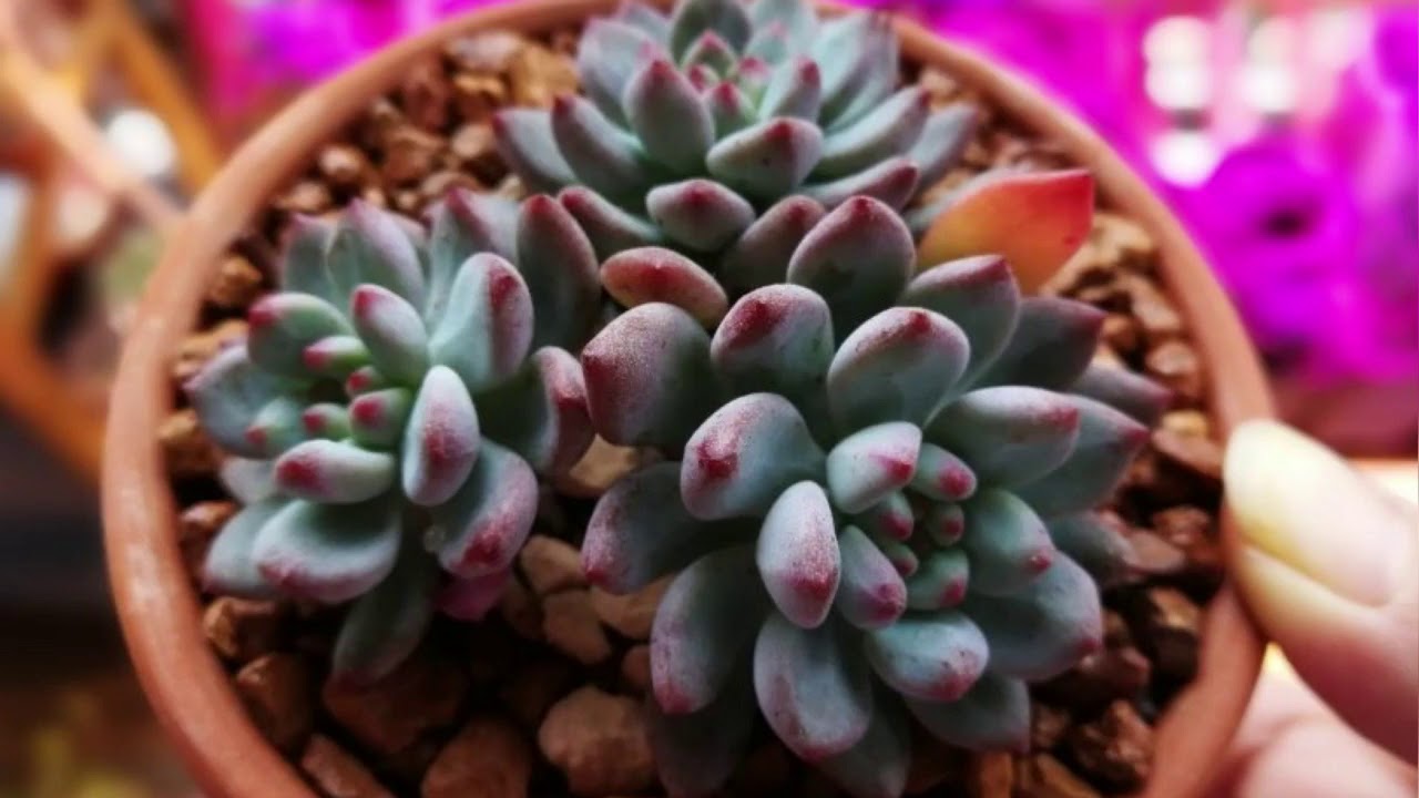 多肉植物渡夏法寶 Vitalux Led植物燈系列 燈養渡夏密招 Youtube