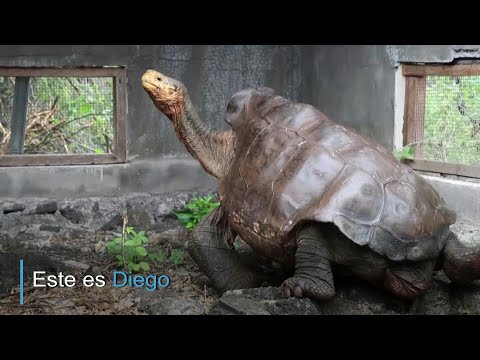 Vídeo: As tartarugas de esporas africanas estão ameaçadas de extinção?