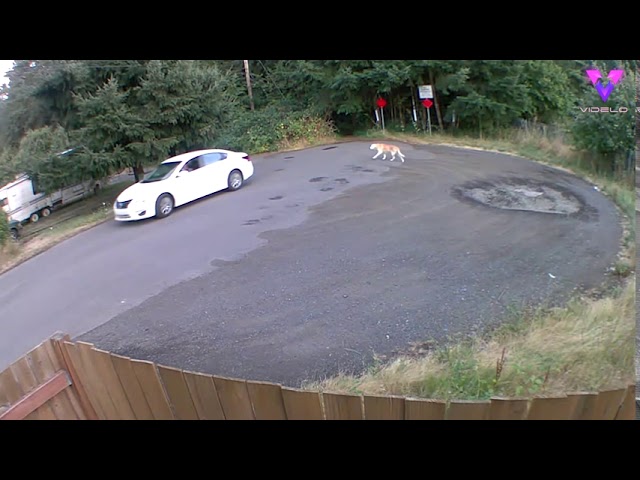 Loading video