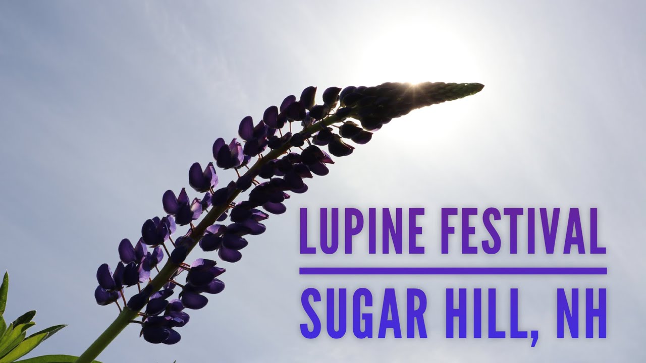 Lupine Festival in Sugar Hill, NH YouTube