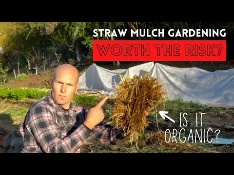 Video: Straw In Gardening Works