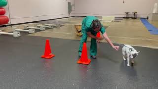 Figure 8 Walking Exercises