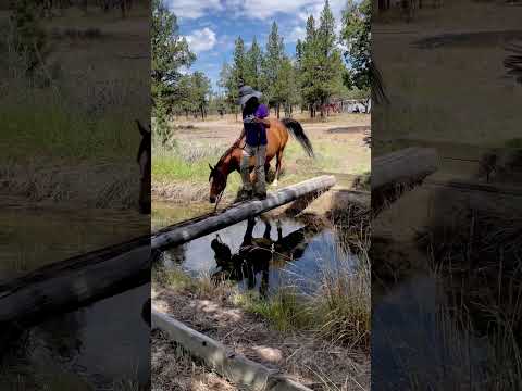 Jazz demonstrating his horsey smarts by crossing a ditch beside the people-bridge