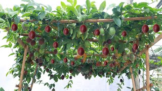Fruitful  Delicious  Growing passion fruit at home is not difficult