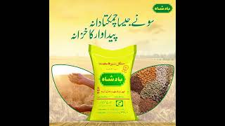 Badshah Ssp Stan Ki No.1 Farmers Shorts