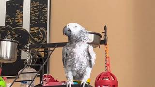 Living With An African Grey Parrot That Talks-A-Lot Talking Dancing Singing With Kenya Parrot