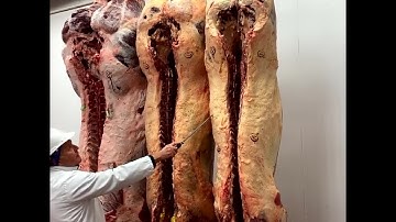 19. Comparing beef carcases – marketing options for weight and conformation