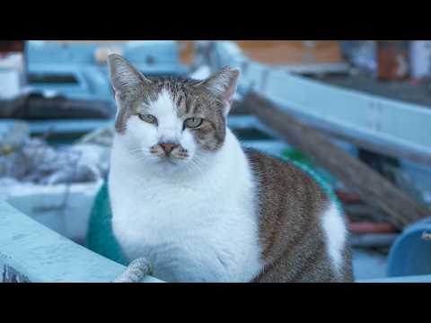 The Harbor Cat That Always Runs Away — I Filmed It From a Distance With My New Telephoto Camera