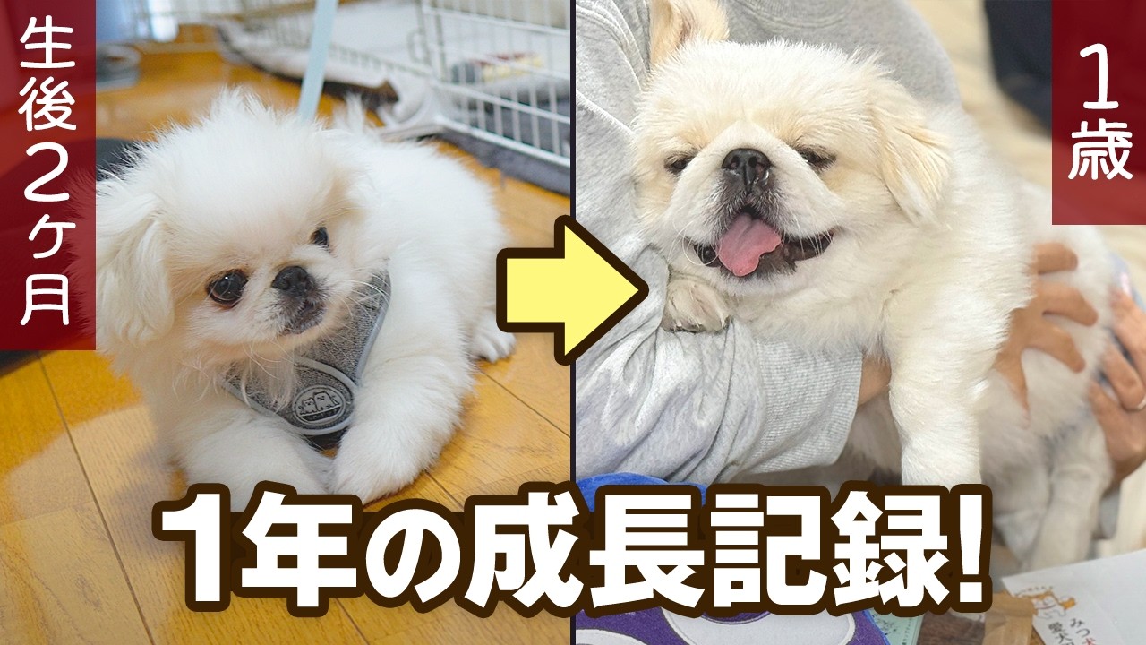 【成長記録】子犬から成犬までの1年の軌跡。いつの間にか、大きくなったペキパグ。【ペキニーズとパグ/ミックス犬/pekingese growth diary】