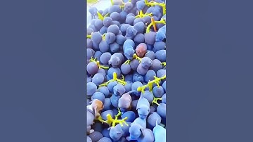 Real Or Fake? #katebrush #shorts