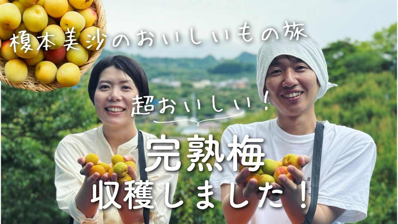 Delicious Food Journey] We went to harvest ripe plums! - YouTube