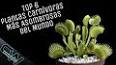 El Asombroso Mundo de las Plantas Carnivoras ile ilgili video