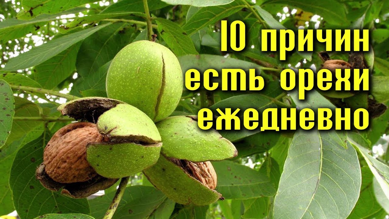 ЧУДО ГРЕЦКИХ ОРЕХОВ - несколько причин ЕСТЬ ОРЕХИ ЕЖЕДНЕВНО