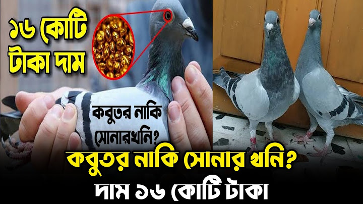 এক কবুতরের দাম ১৬ কোটি টাকা।অবিশ্বাস্য মনে হলেও সত্য।