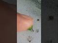 Tiny Ant Drinks Green Syrup 😱 #timelapse #insects #shorts