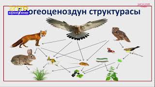 9-класс | Биология | Биогеоценоз жана анын негизги компоненттери