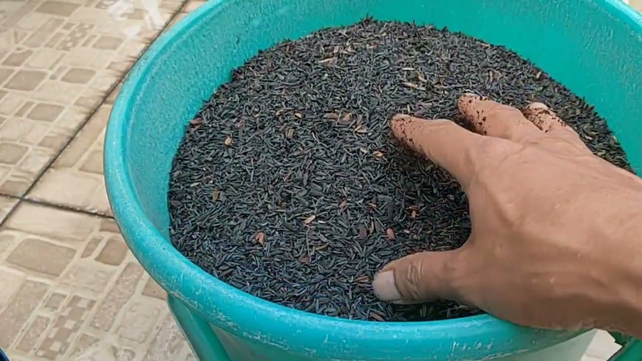 Cara Mudah Menghilangkan Zat Tanin Pada Cocopeat Untuk Media Tanam Hidroponik