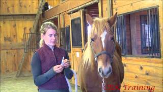 Tips for Giving a Horse Dewormer or any Oral Medication