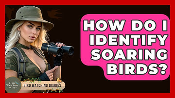 How Do I Identify Soaring Birds? - Bird Watching Diaries