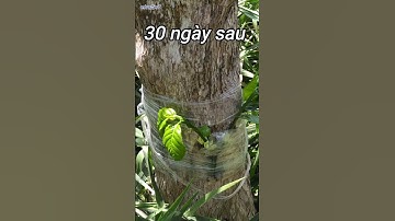 kỹ thuật ghép cà phê lên thân