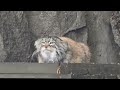 Манул Тимофей / Pallas's Cat Timofey