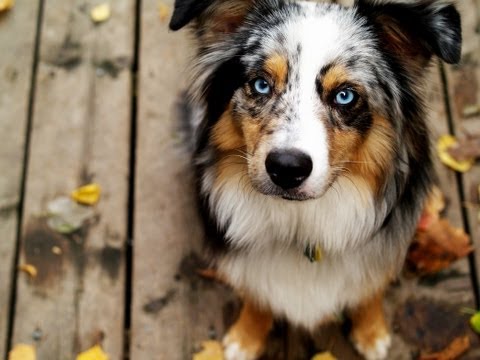 วีดีโอ: Australian Shepherd Dog Breed Hypoallergenic สุขภาพและอายุขัย
